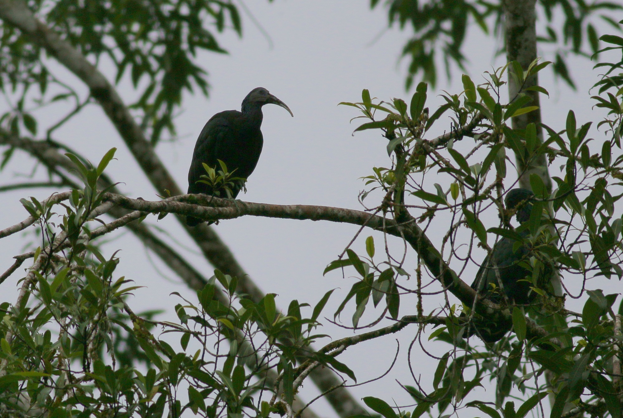 Green Ibis